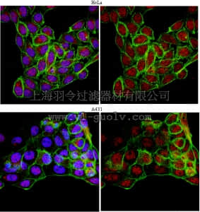 merck millipore,默克密理博,09-812,Anti-JMJD6 Antibody