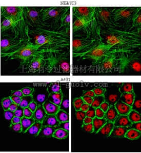merck millipore,默克密理博,09-813,Anti-RING finger protein 8 Antibody