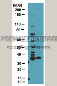merck millipore,默克密理博,09-814,Anti-dimethyl-Arginine Antibody, asymmetric (ASYM25)