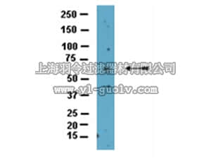 merck millipore,默克密理博,09-818,Anti-CARM1 Antibody