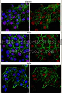 merck millipore,默克密理博,09-821,Anti-KLF4 Antibody
