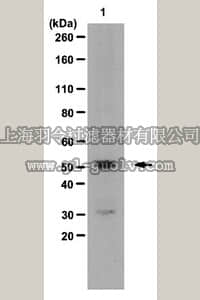 merck millipore,默克密理博,09-822,Anti-KLF5 (Krüppel-like factor 5) Antibody