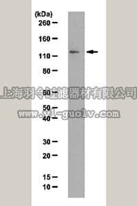 merck millipore,默克密理博,09-823,Anti-JMJD1A Antibody