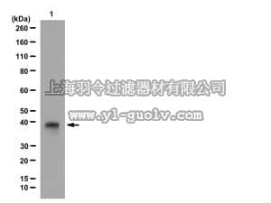merck millipore,默克密理博,09-827,Anti-HDAC11 Antibody