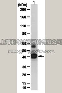 merck millipore,默克密理博,09-843,Anti-SIRT2 Antibody