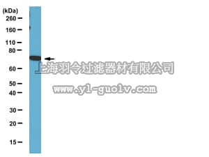 merck millipore,默克密理博,09-860,Anti-DDX3X Antibody
