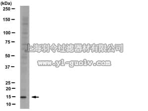 merck millipore,默克密理博,09-862,Anti-Histone H2A.Z Antibody