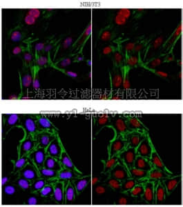 merck millipore,默克密理博,09-864,Anti-JHDM1B Antibody