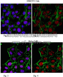 merck millipore,默克密理博,09-865,Anti-JMJD4 Antibody