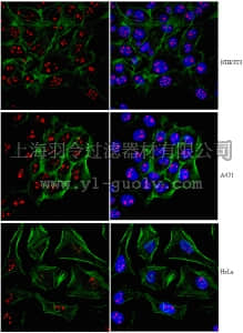 merck millipore,默克密理博,09-868,Anti-PHD finger protein 8 Antibody