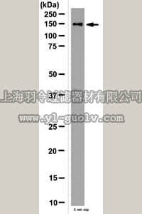 merck millipore,默克密理博,09-871,Anti-Elp1 Antibody