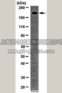 merck millipore,默克密理博,09-872,Anti-Methylcytosine dioxygenase TET1 Antibody