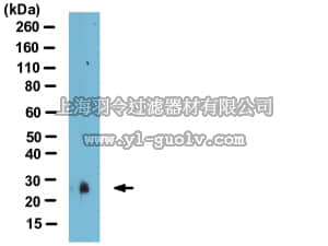 merck millipore,默克密理博,09-874,Anti-SAP30 (yeast) Antibody