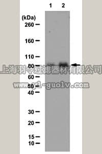 merck millipore,默克密理博,09-881,Anti-acetyl Cortactin Antibody