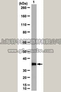 merck millipore,默克密理博,09-882,Anti-ALKBH3 Antibody