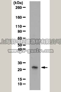 merck millipore,默克密理博,09-890,Anti-pan-AMPylated Threonine Antibody