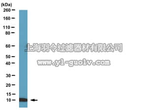 merck millipore,默克密理博,09-893,Anti-BAF (BANF1) Antibody