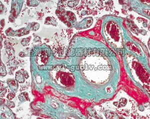 merck millipore,默克密理博,100485,染结缔组织三色染色法