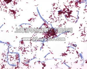 merck millipore,默克密理博,100497,改良式肺结核杆菌染色组