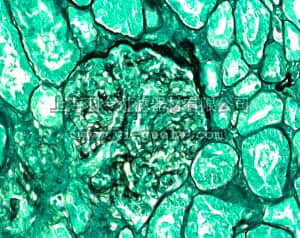 merck millipore,默克密理博,100820,染细菌& 霉菌染色 Silver stain