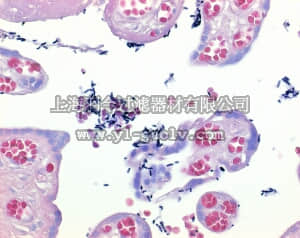 merck millipore,默克密理博,101603,改良革兰式染色组