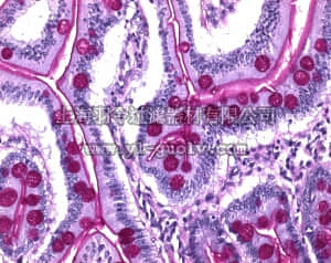 merck millipore,默克密理博,101646,黏多醣类染色组