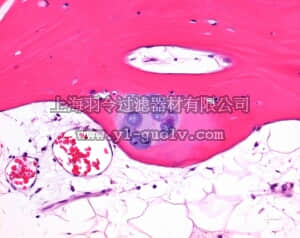 merck millipore,默克密理博,101736,快速脱钙液