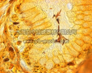 merck millipore,默克密理博,102414,Warthin-Starry silver plating kit modified