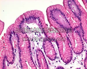 merck millipore,默克密理博,102439,0.5%的Eosin Y醇溶液