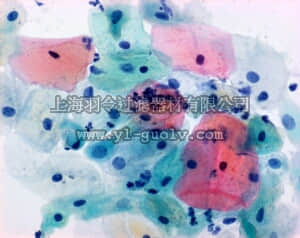 merck millipore,默克密理博,106888,帕氏染色组 2a, 橙G染色试剂