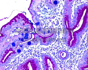 merck millipore,默克密理博,107509,副玫瑰色醇 (C.I. 42500)