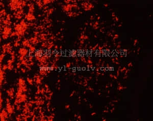 merck millipore,默克密理博,107599,罗丹明 B (C.I.45170)