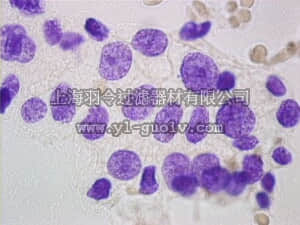 merck millipore,默克密理博,107907,DNA 染色试剂盒，利用福尔根反应