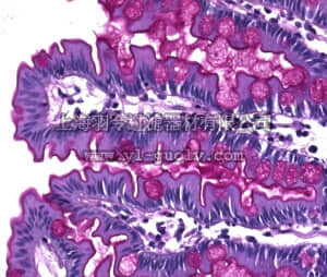 merck millipore,默克密理博,109033,希夫试剂