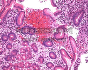 merck millipore,默克密理博,109844,伊红染色试剂