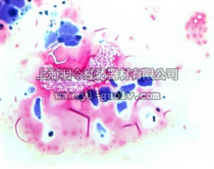 merck millipore,默克密理博,110218,革兰氏脱色液剂