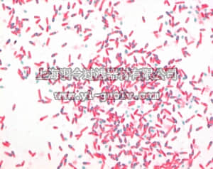 merck millipore,默克密理博,110630,结核杆菌染色组冷染法