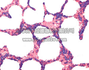 merck millipore,默克密理博,111885,革兰式染色组