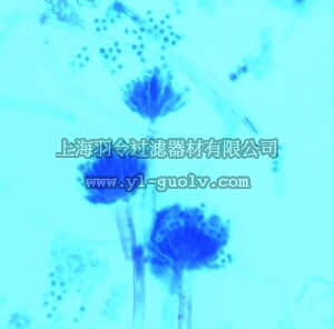 merck millipore,默克密理博,113741,霉菌 染色液 乳酚蓝液染色试剂