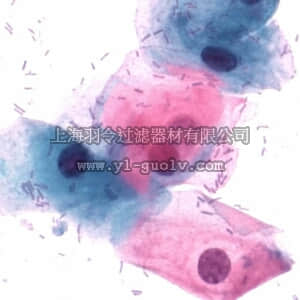 merck millipore,默克密理博,115355,CYTOCOLOR 细胞标准染色试剂，依据 Szczepanik