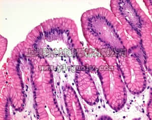 merck millipore,默克密理博,115938,苏木紫色素结晶