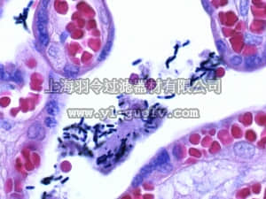 merck millipore,默克密理博,115940,结晶紫