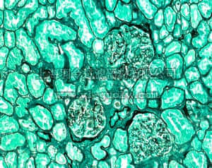 merck millipore,默克密理博,115941,浅亮绿