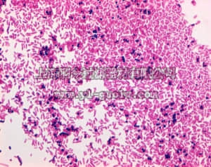 merck millipore,默克密理博,115948,沙红 O