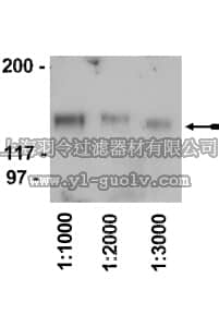 merck millipore,默克密理博,12-341,Rabbit Anti-Chicken IgY Antibody, HRP conjugate