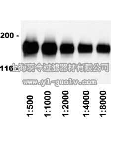 merck millipore,默克密理博,12-342,Rabbit Anti-Sheep IgG Antibody, HRP conjugate
