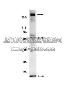 merck millipore,默克密理博,12-354,Nitrotyrosine Immunoblotting Control