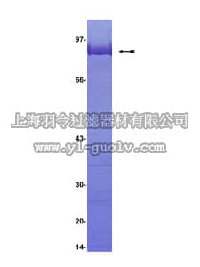 merck millipore,默克密理博,12-421,MYPT1, (714-1004)