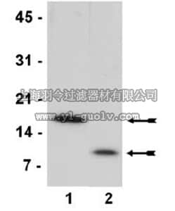 merck millipore,默克密理博,13-107,Core Histones