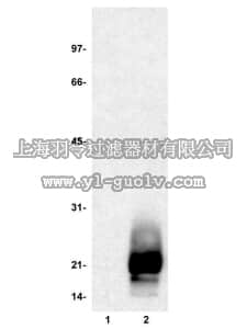 merck millipore,默克密理博,13-110,MBP, Dephosphorylated